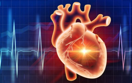 Những người nên sử dụng củ Hà thủ ô đỏ Những người nên sử dụng củ Hà thủ ô đỏ