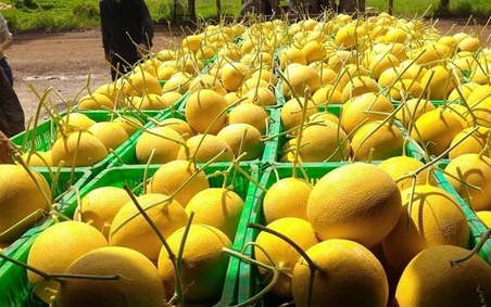 Xuất khẩu nông, lâm, thủy sản 11 tháng ước đạt 49,04 tỷ USD