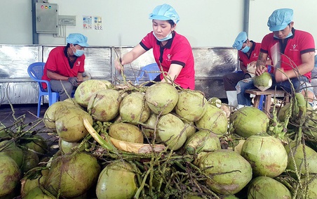 Trái dừa Việt Nam thắng lớn tại thị trường Trung Quốc và Mỹ