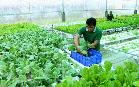Còn nhiều dư địa phát triển nông nghiệp hữu cơ