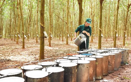 Việt Nam được EU xếp loại “rủi ro thấp” trong Quy định chống phá rừng