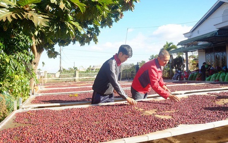 Sáu tháng đầu năm, xuất khẩu cà phê của Việt Nam đạt 5,45 tỷ USD
