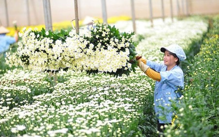 Xuất khẩu hoa và lá cây mang về hơn 43 triệu USD cho Việt Nam