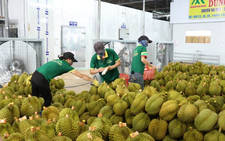 Xuất khẩu rau quả nửa đầu năm 2025 giảm 8,4% so với cùng kỳ