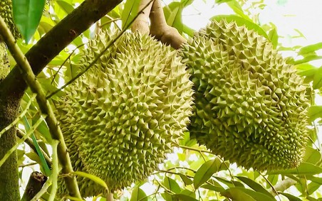 Ban hành quy trình kiểm soát an toàn thực phẩm đối với sầu riêng tươi xuất khẩu