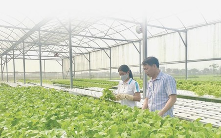 Thanh Hóa: Xóa bỏ điểm nghẽn trong phát triển nông nghiệp công nghệ cao