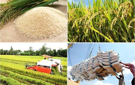 Hơn 380 tấn gạo thơm Việt Nam được cấp giấy chứng nhận xuất khẩu sang Liên minh châu Âu