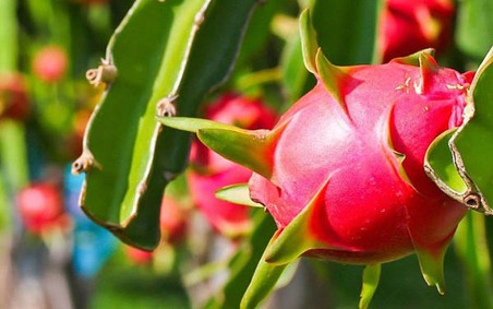 Kim ngạch xuất khẩu thanh long vượt 100 triệu USD