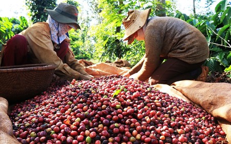 Nửa đầu năm, xuất khẩu cà phê tăng 9,7% về lượng nhưng giảm 14,4% về giá trị