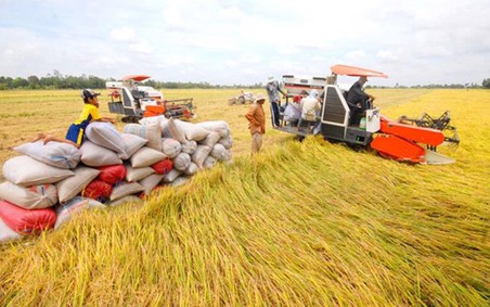 Xuất khẩu gạo chịu sức ép về giá