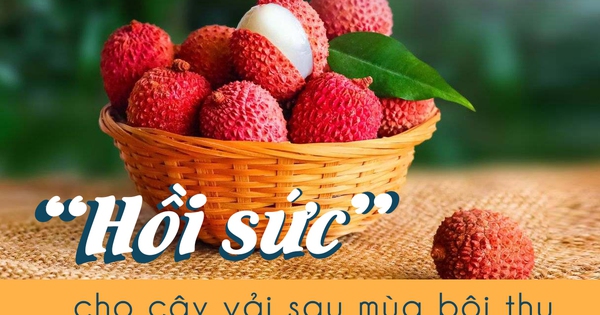 Bắc Giang: “Hồi sức” cho cây vải sau mùa bội thu - DNTT online