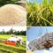 Hơn 380 tấn gạo thơm Việt Nam được cấp giấy chứng nhận xuất khẩu sang Liên minh châu Âu