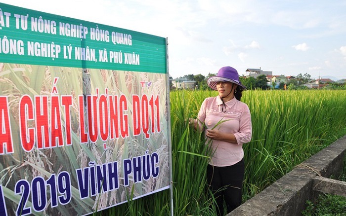 Thái Bình Mô hình hợp tác xã góp phần phát triển kinh tế xã hội địa phương   Ảnh thời sự trong nước  Kinh tế  Thông tấn xã Việt Nam TTXVN