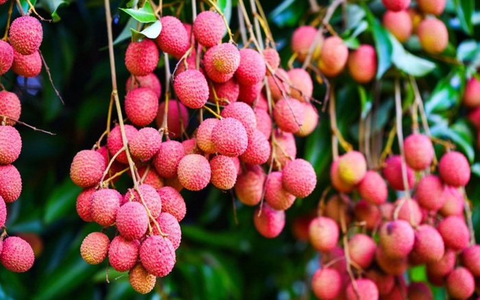 KỸ THUẬT CHĂM SÓC CÂY VẢI THIỀU - ASAHI NHẬT BẢN