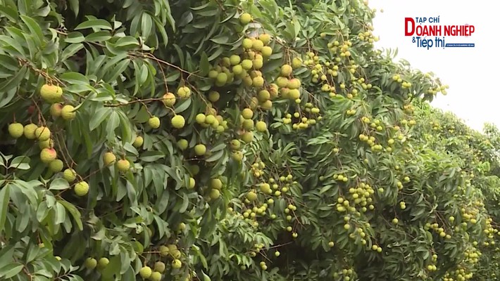 Bản tin Thương hiệu Việt ngày 03/06/2025: Vải thiều Việt Nam mùa 2025 'cập bến' thị trường Pháp